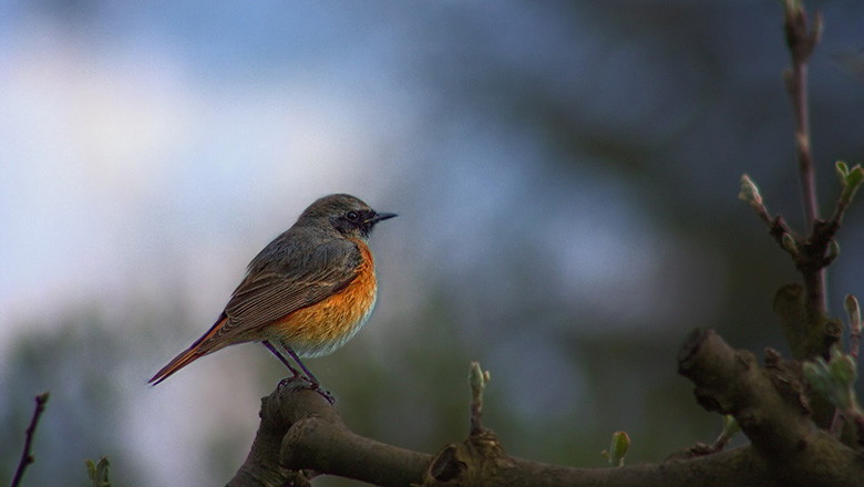 Birds From Around the World