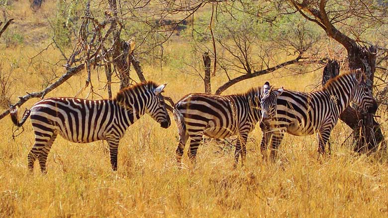 Zebras in Tanzania